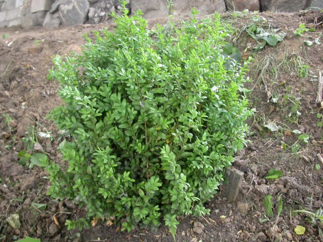 Buxus sempervirens